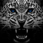 jaguar1025 thumbnail