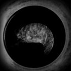 Benedetto Manzella thumbnail