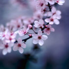Early Spring thumbnail