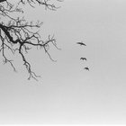 swanferraro thumbnail