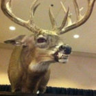 antlered_dragon thumbnail
