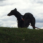 Heather thumbnail