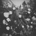Ulmus