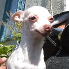 agbee thumbnail