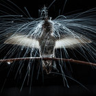 electrotone thumbnail