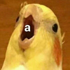 bluejayboju thumbnail