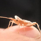 owlient thumbnail
