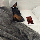 sighthound thumbnail