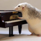 NotErik thumbnail