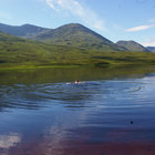 kamikazefloh thumbnail