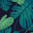 attickus thumbnail