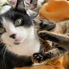 besogatito thumbnail