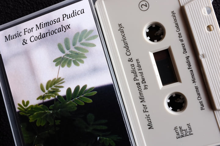 Music For Mimosa Pudica & Codariocalyx | David Edren