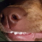 fen thumbnail