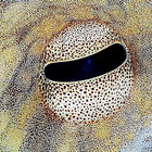 flepid thumbnail