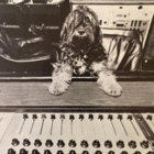 magnetic dog thumbnail