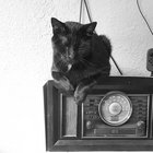 Meowmeow thumbnail