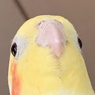 Tommo thumbnail