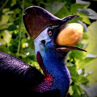 cassowary27 thumbnail