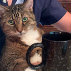 kingston_linda thumbnail