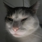 schminkles thumbnail