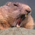 beaverofdeath thumbnail