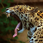 demonicfelines thumbnail