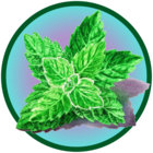 mrmintflavour thumbnail