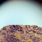 hollowbloom thumbnail