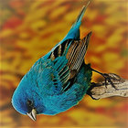 Henry the Four thumbnail