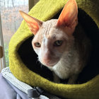 Liz Lynch thumbnail