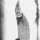 Gaunt Pisces thumbnail