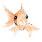TamFu thumbnail