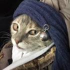 popejo thumbnail