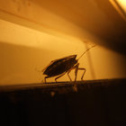 someplace strange thumbnail