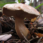 mushroom thumbnail