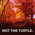 Not the Turtle. image