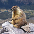 Killermarmot thumbnail