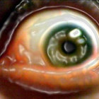 spectorns2a thumbnail
