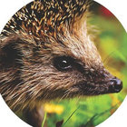 Retropikzel thumbnail