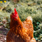 une_poule thumbnail