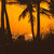 Palm On Island thumbnail