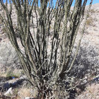 desertblackmetal thumbnail