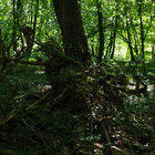 cgill39 thumbnail