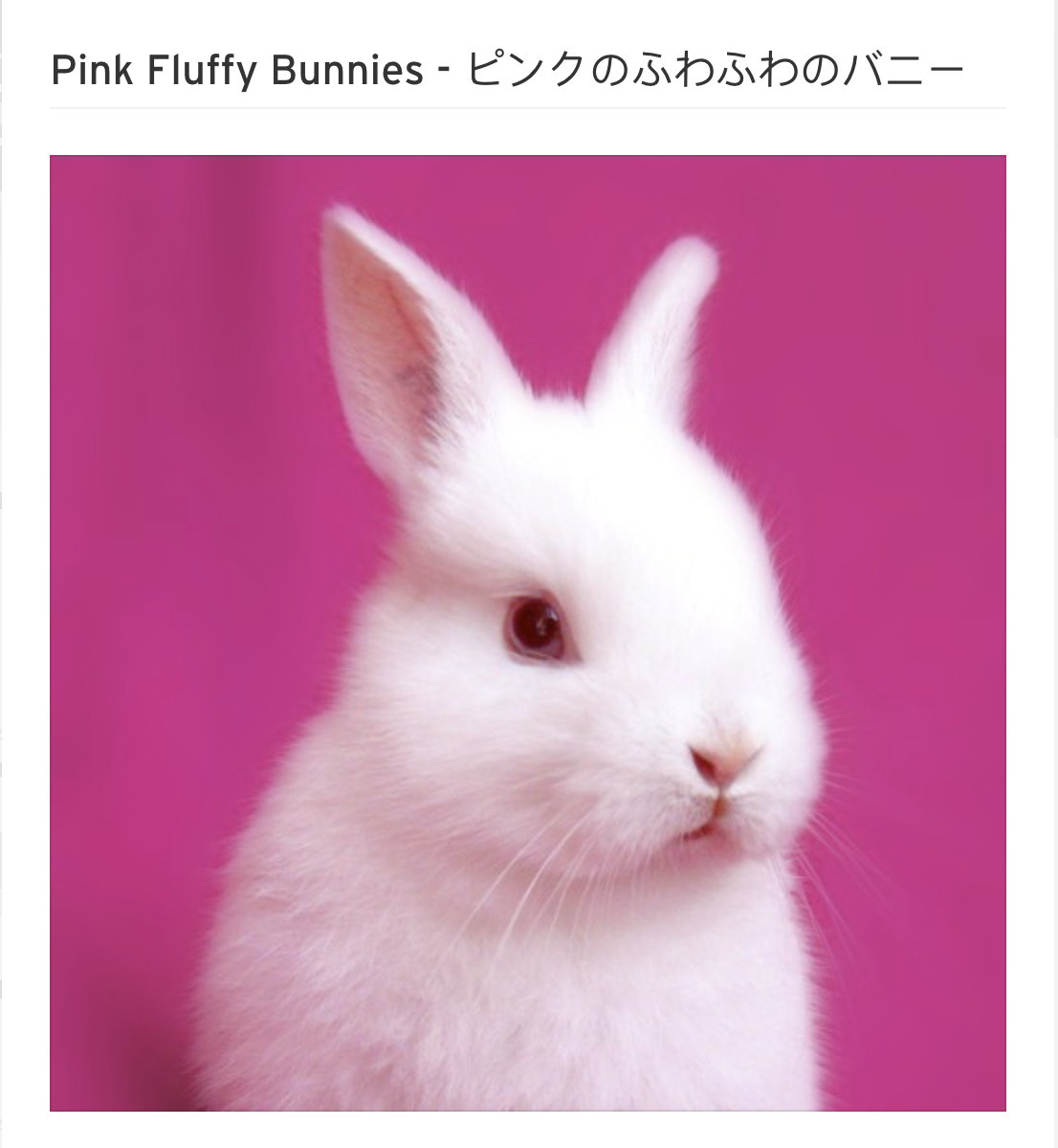 Бело розового кролика. Pink Rabbit. Хомяк фото. Фото белых зайчиков и девушек. Pink fluffy Bunny