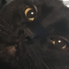 shitarsis thumbnail