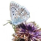 chalkhillblue thumbnail
