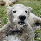 Small Medium Large | SML | International Anthem