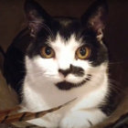 wigby thumbnail