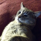 vivshaewort thumbnail